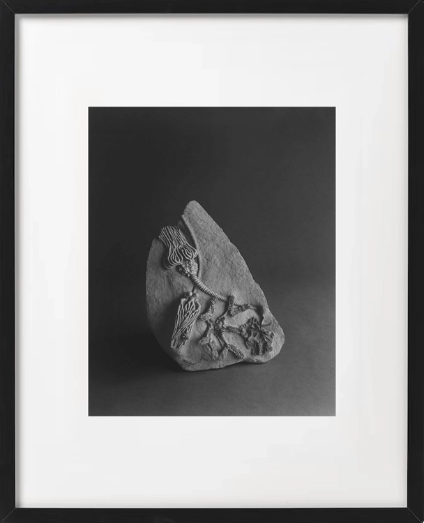PPTRD 005, limited edition including original artwork_Hiroshi Sugimoto