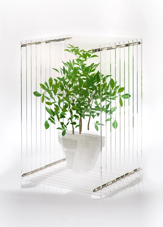 My greeny - Murraya paniculata_Kim Seoul